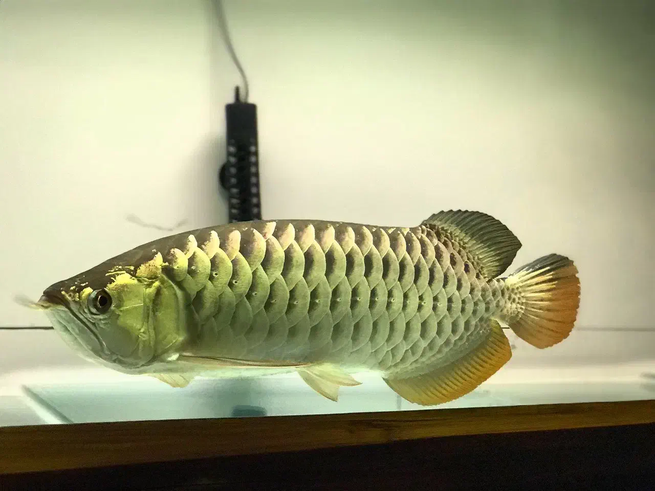 آکواریومی سوماترا|ماهی|خرم‌آباد, |دیوار