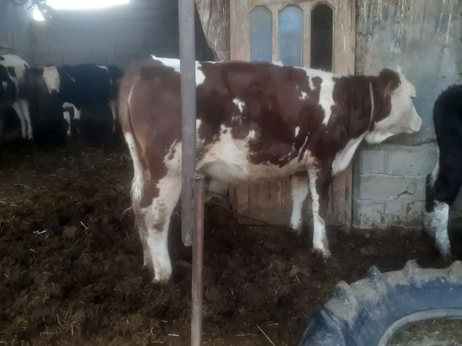 فروش تلیسه سیمینتال قرمز شرابی|حیوانات مزرعه|سیمین شهر, |دیوار