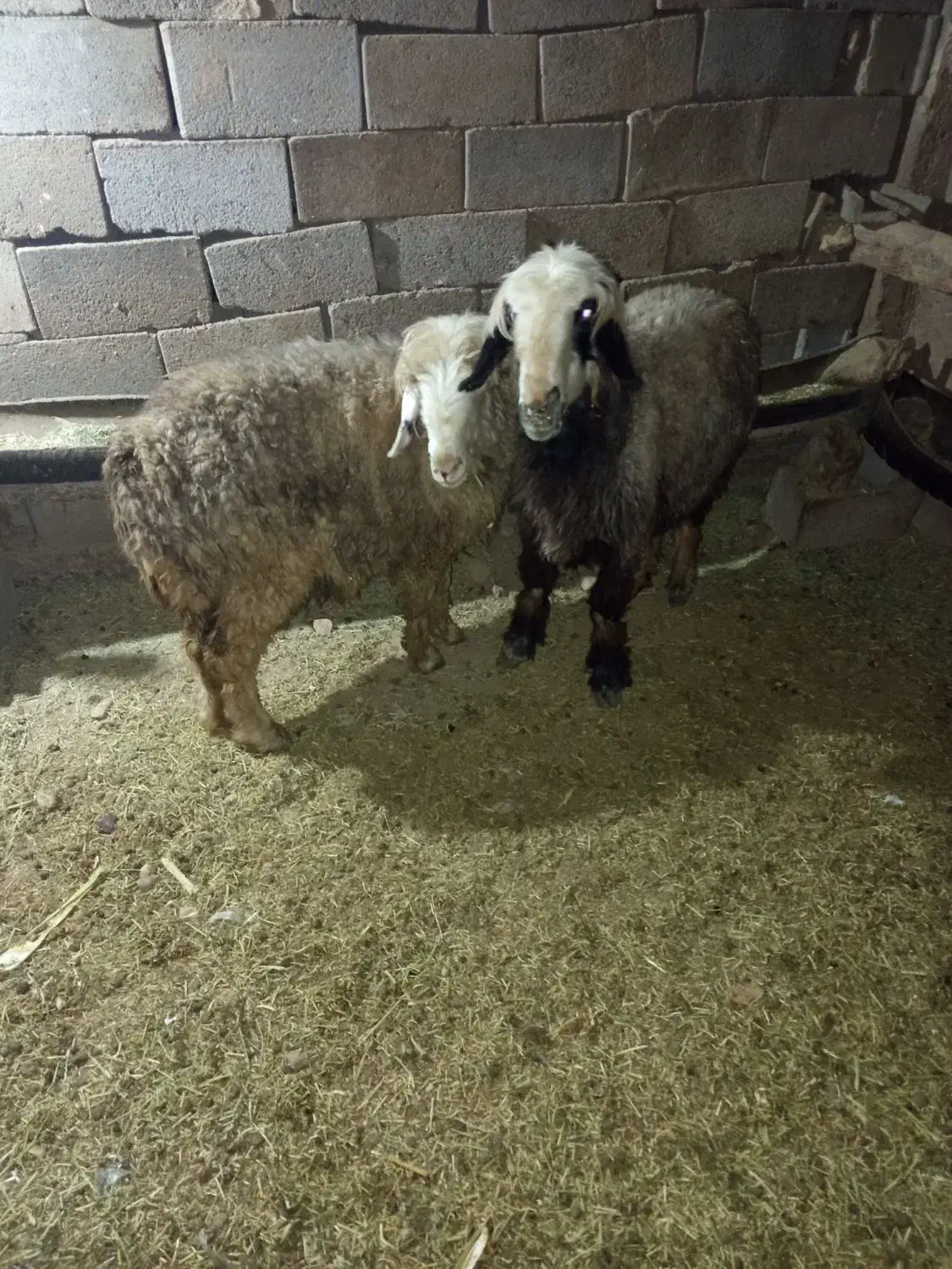 3عددمیش|حیوانات مزرعه|لردگان, |دیوار