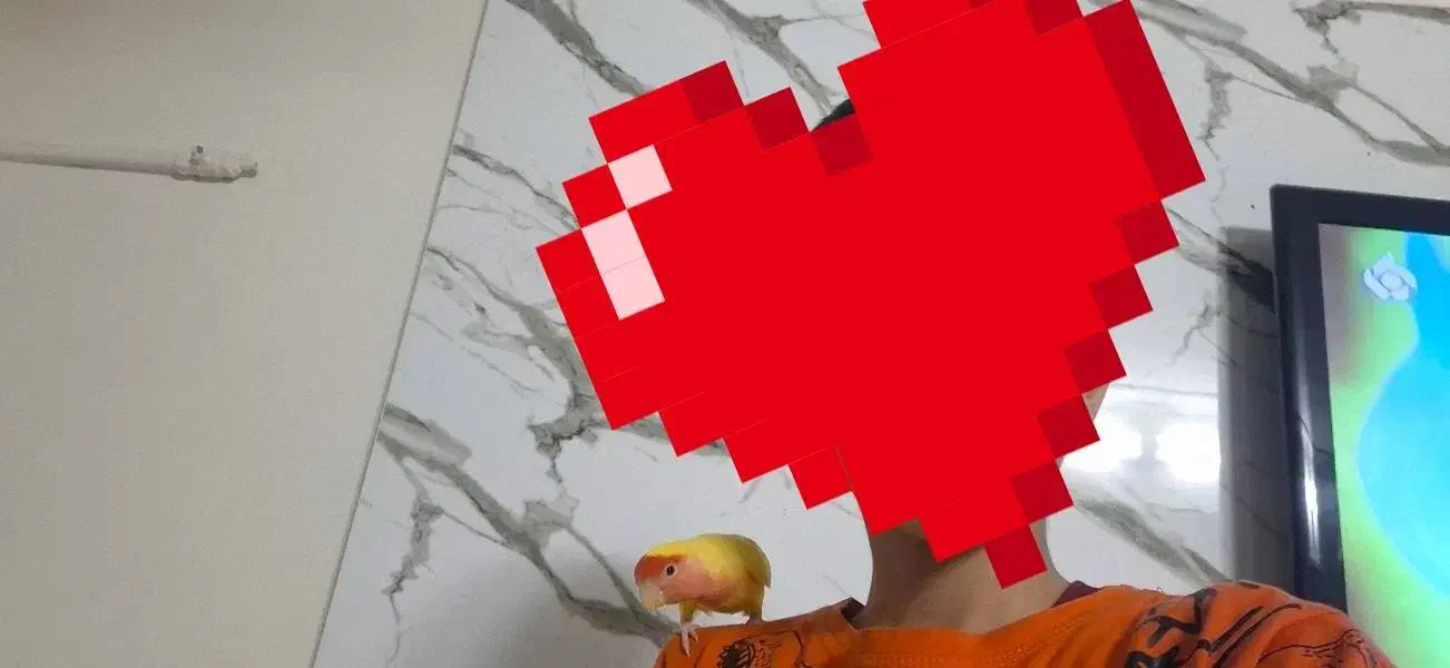 طوطی برزیلی ماده باهوش|پرنده|ری, هاشمآباد|دیوار