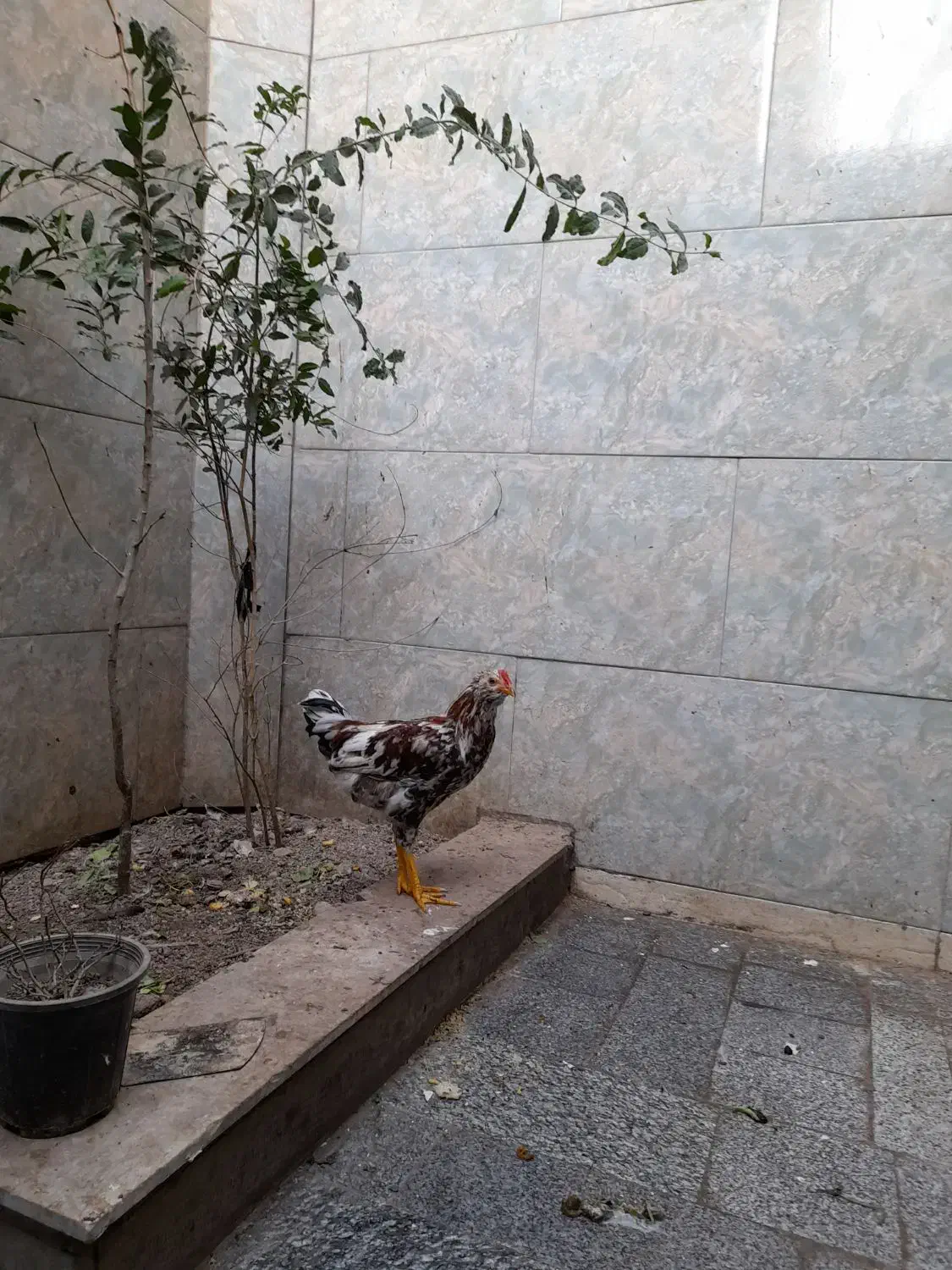 خروس گلپایگانی چهل تاج|حیوانات مزرعه|پاکدشت, پاکدشت (مامازند)|دیوار