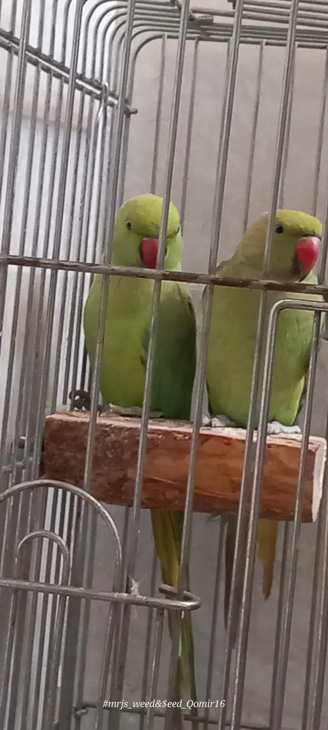 طوطی ملنگو ماده|پرنده|قم, سراجه (۱۵ خرداد)|دیوار