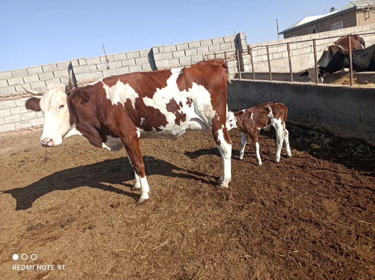 گاو گوساله دار شکم دوم 15کیلوشیر دارد گوساله نر|حیوانات مزرعه|گنبد کاووس, |دیوار