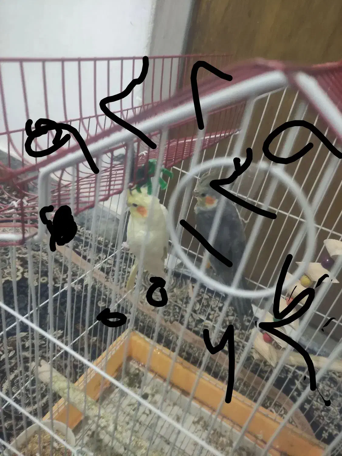 عروس هلندی|پرنده|کنگاور, |دیوار