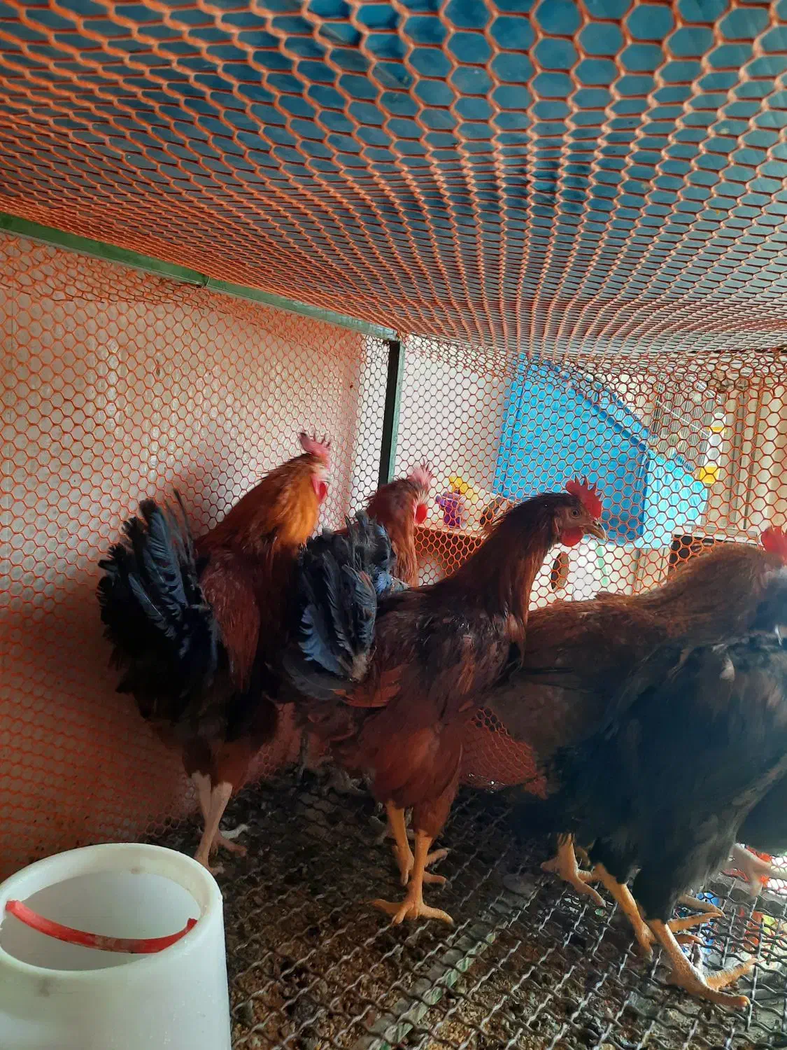 خرید انواع پرنده|پرنده|مهریز, |دیوار