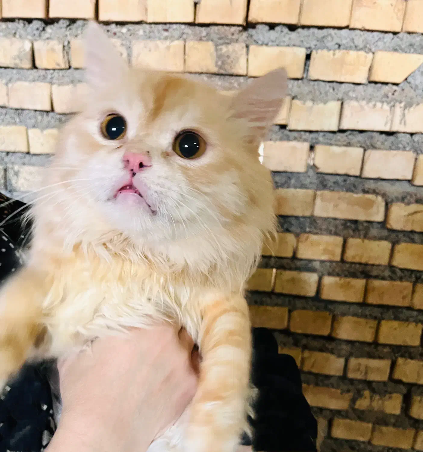 ۴ عدد گربه پرشین میکس|گربه|دزفول, |دیوار