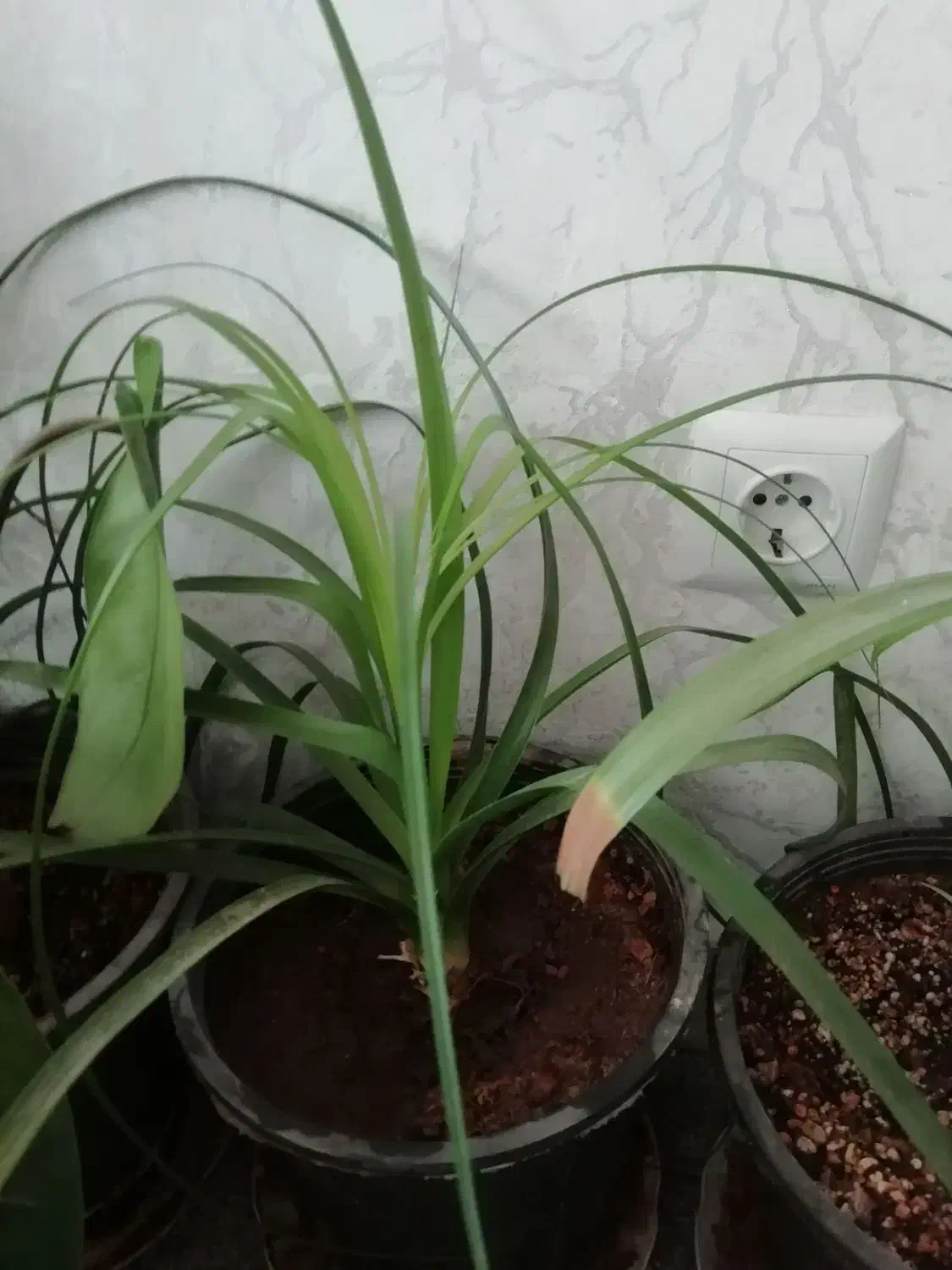 گیاه طبیعی|گل و گیاه طبیعی|قم, پردیسان|دیوار