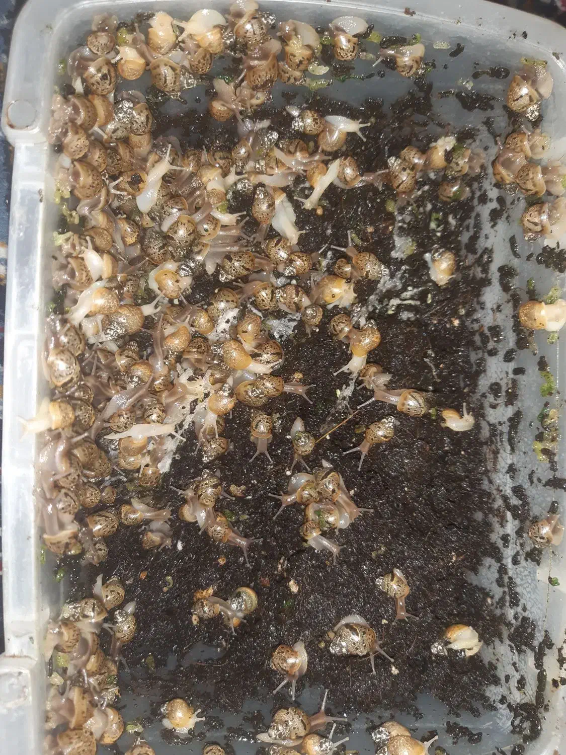 حلزون آلبینو|خزنده|تهران, افسریه شمالی|دیوار