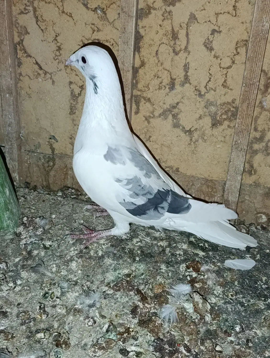 ۳عدد نر ابلغ|پرنده|بافق, |دیوار