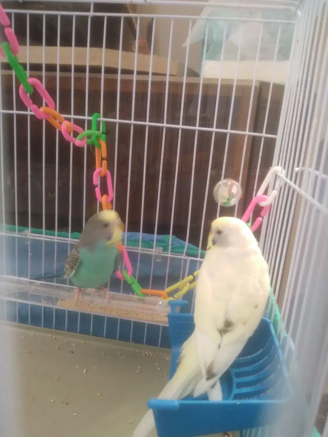 مرغ عشق|پرنده|بابل, |دیوار