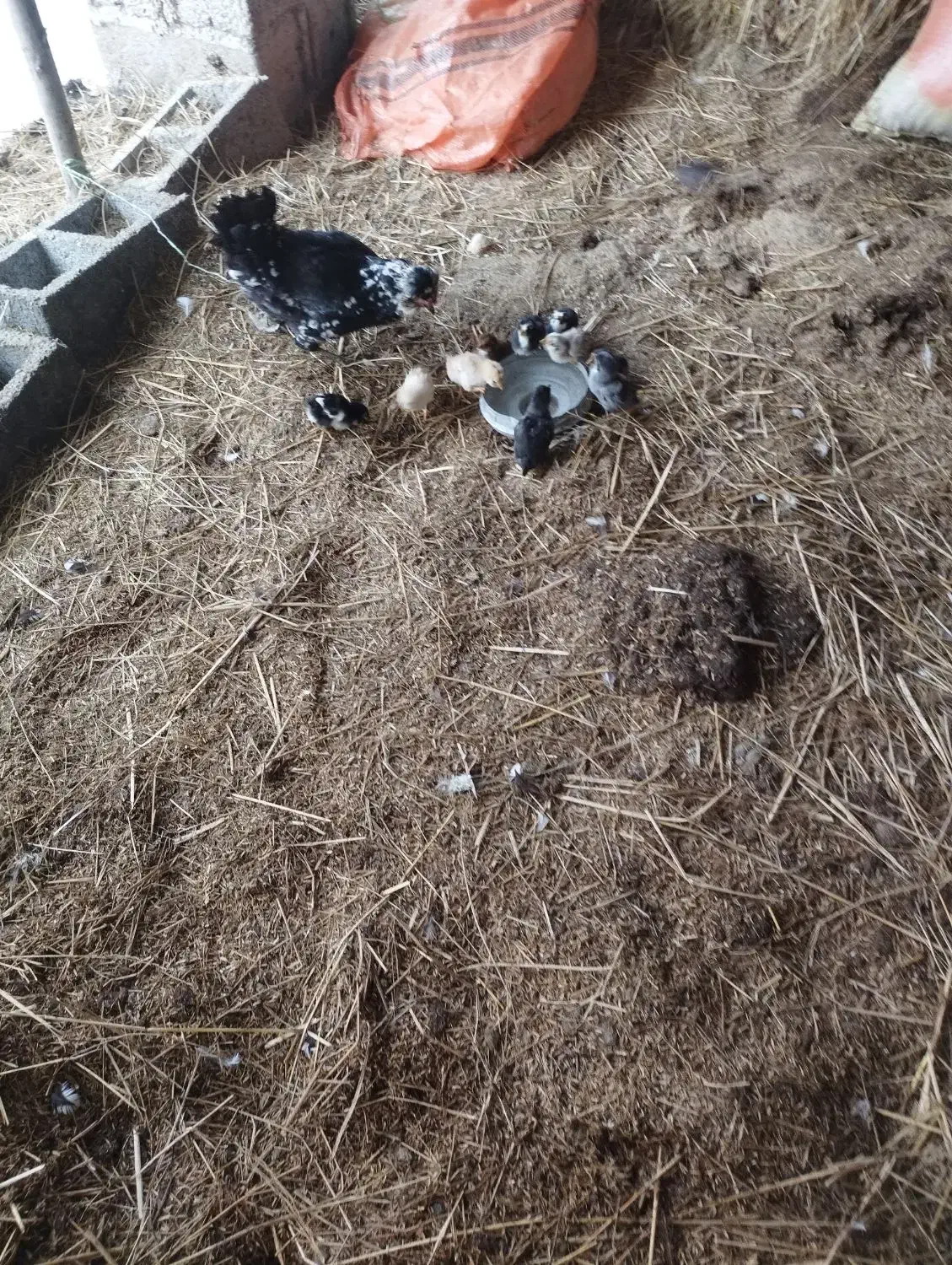 جوجه گلین و جوجه اردک محلی کرچ شو|حیوانات مزرعه|فومن, |دیوار