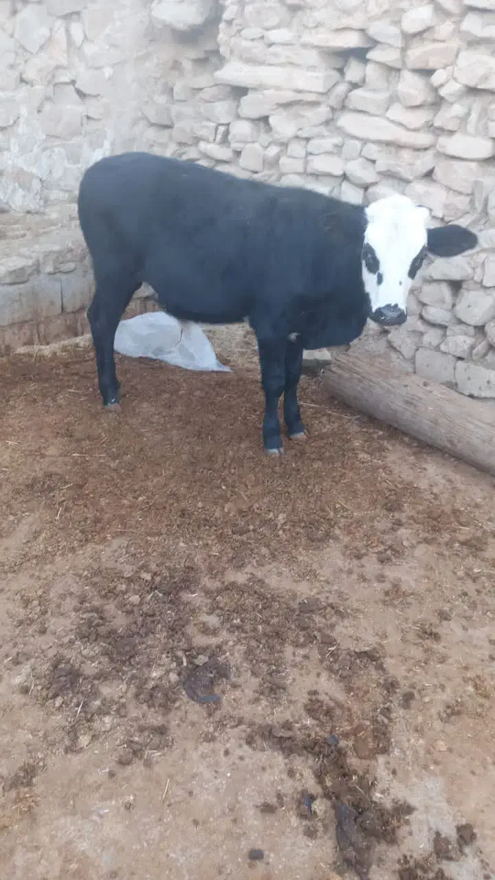 گاو و گوساله نر|حیوانات مزرعه|دهدشت, |دیوار