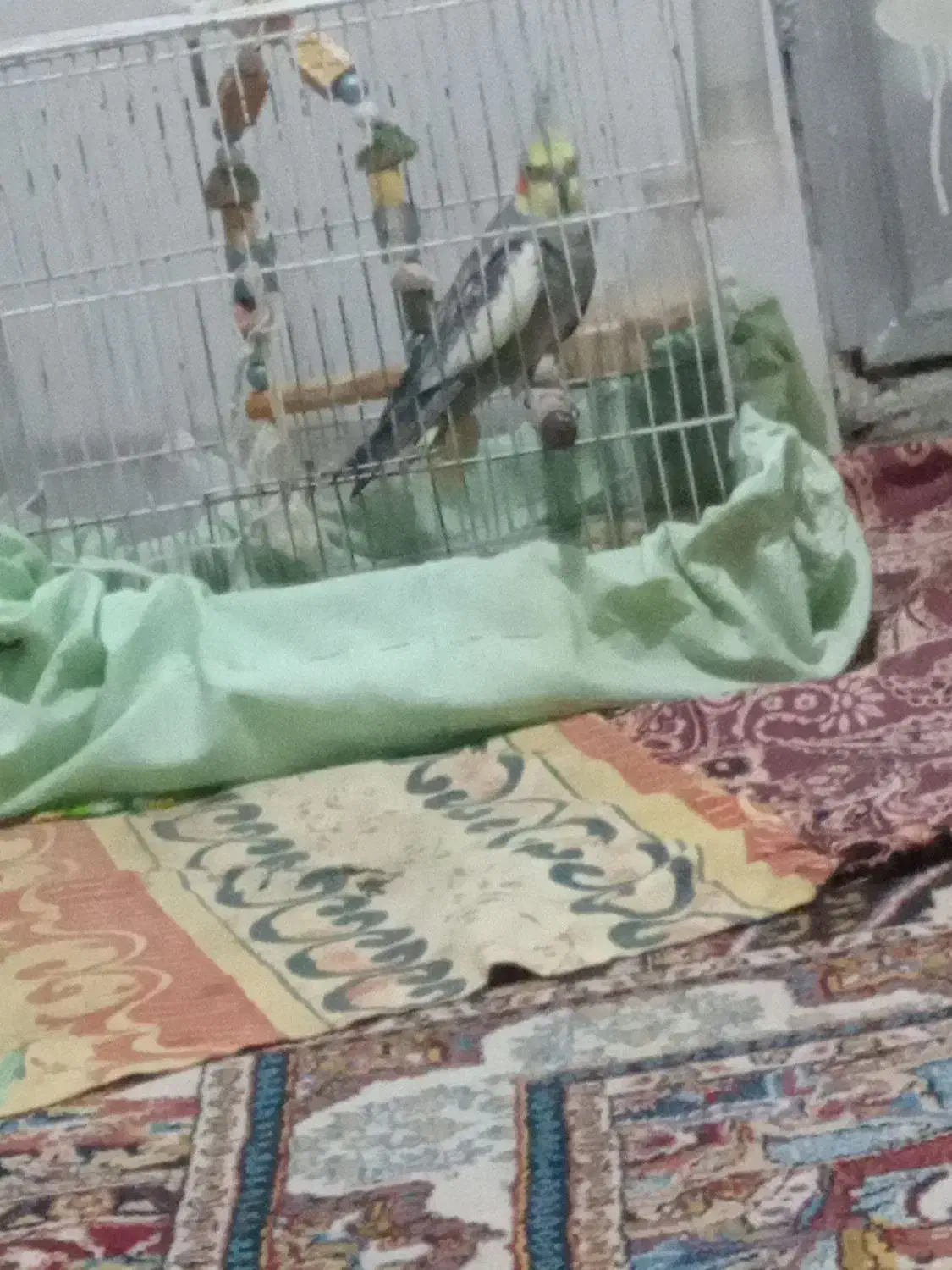 عروس هلندی|پرنده|علیآباد کتول, |دیوار