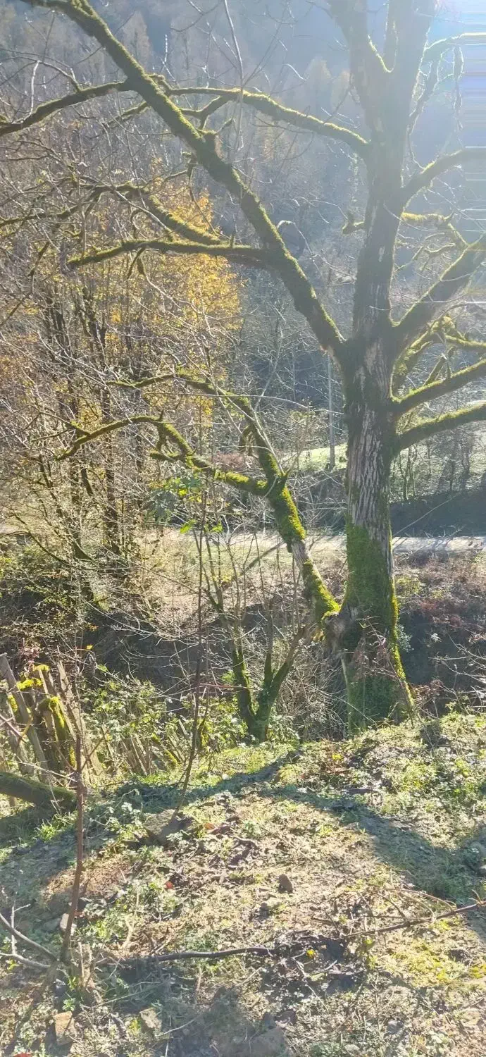 1500متر زمین 800مترمسکونی 100متر پروانه ساخت|فروش زمین و ملک کلنگی|احمدسرگوراب, |دیوار