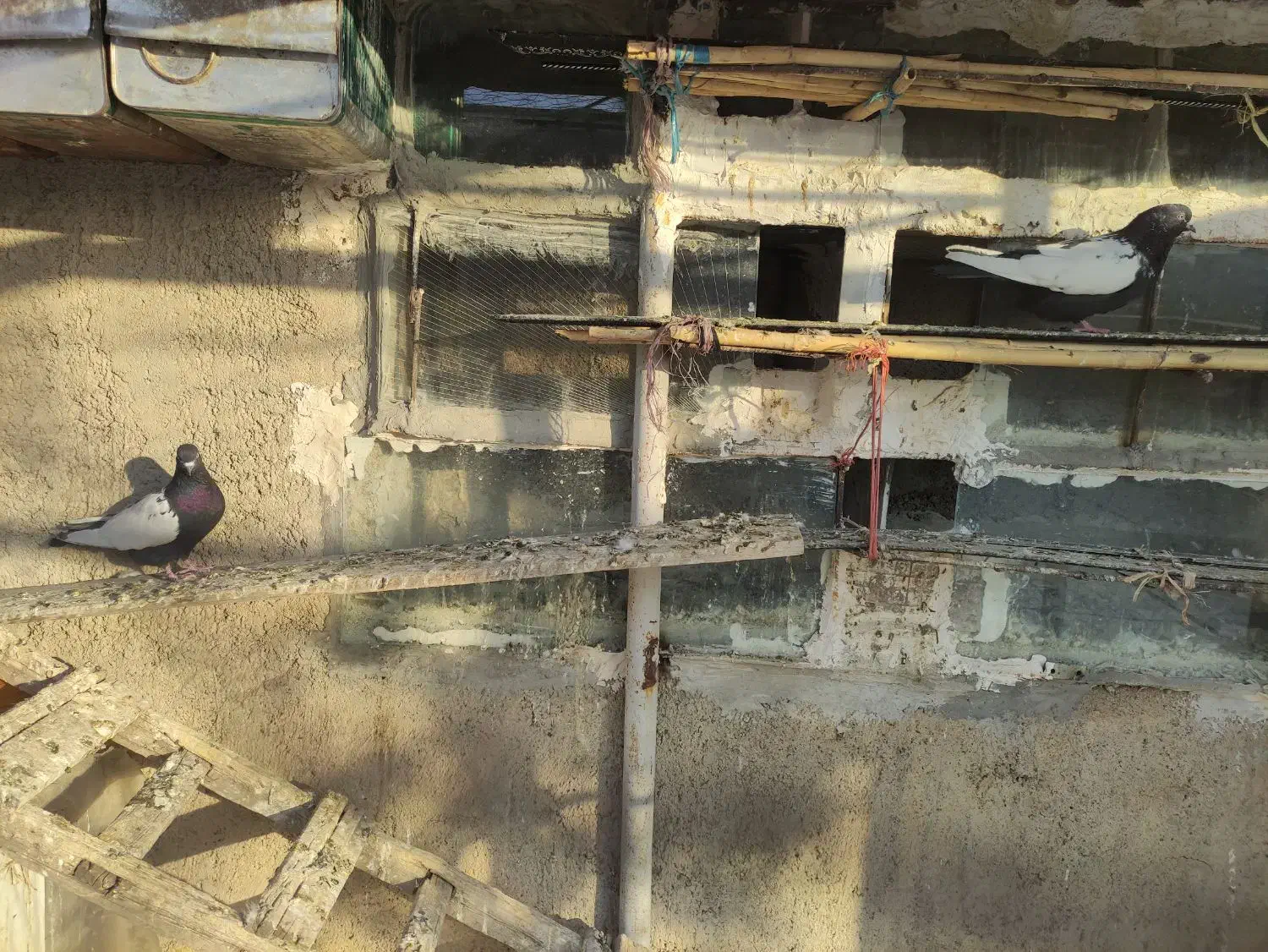 کبوتر سینه سیاه|پرنده|صائین قلعه, |دیوار