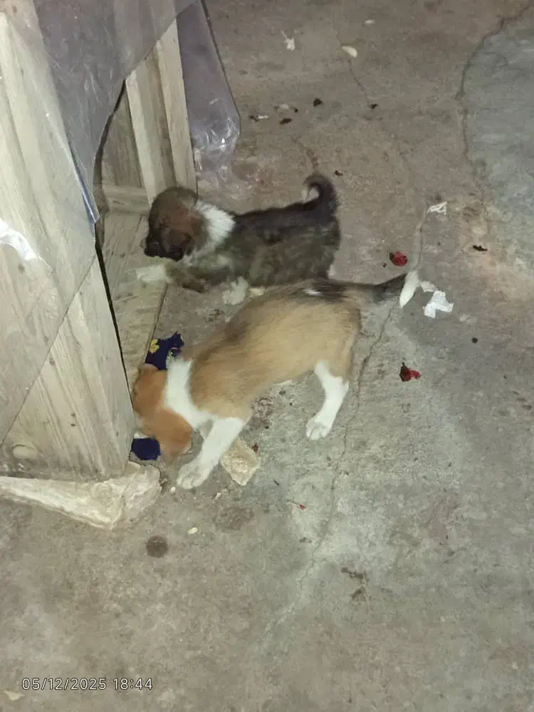 فروش سگ|سگ|دزفول, |دیوار