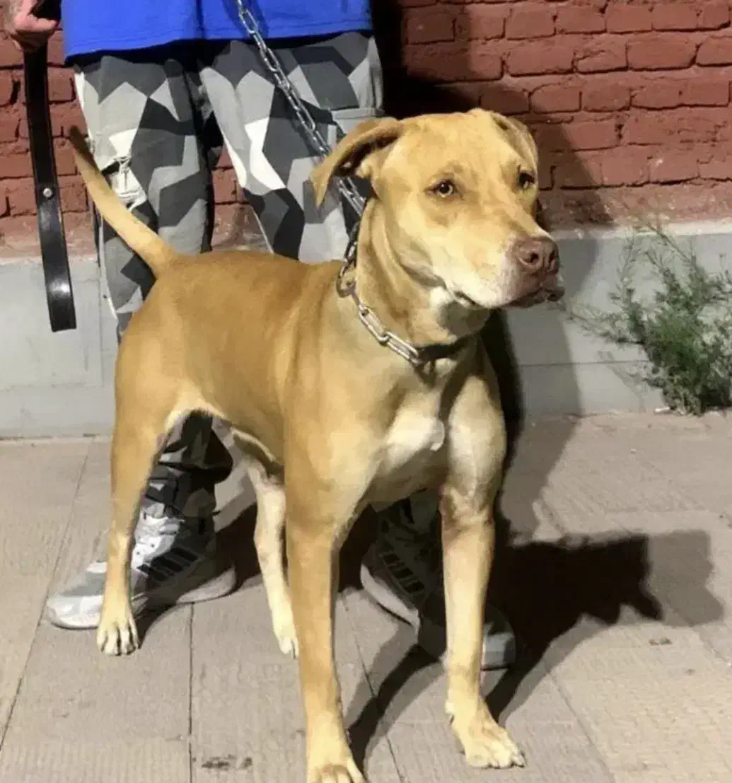 پیتبول ماده|سگ|اهر, |دیوار