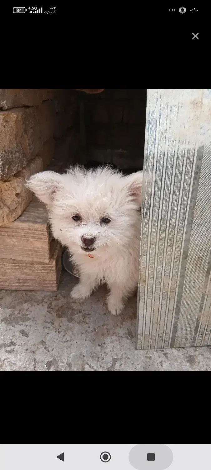 حیوان|سگ|قم, لسانی|دیوار