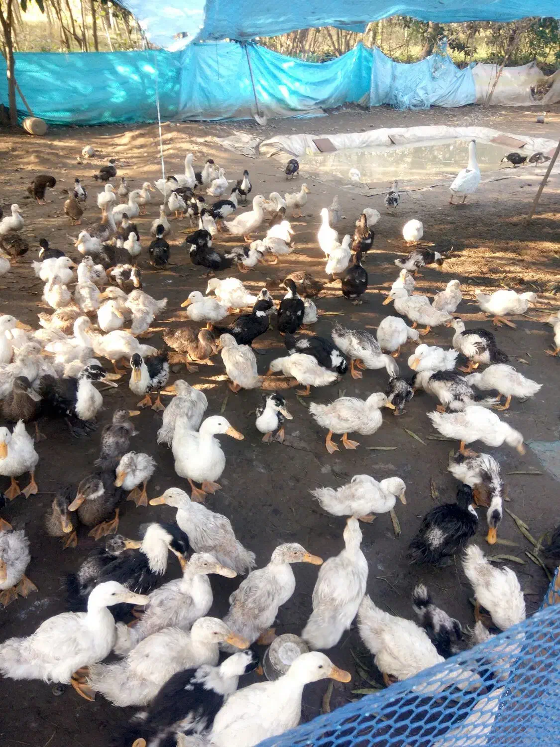 فروش اردک پکینی چهارماه ریز ودرشت|حیوانات مزرعه|شلمان, |دیوار