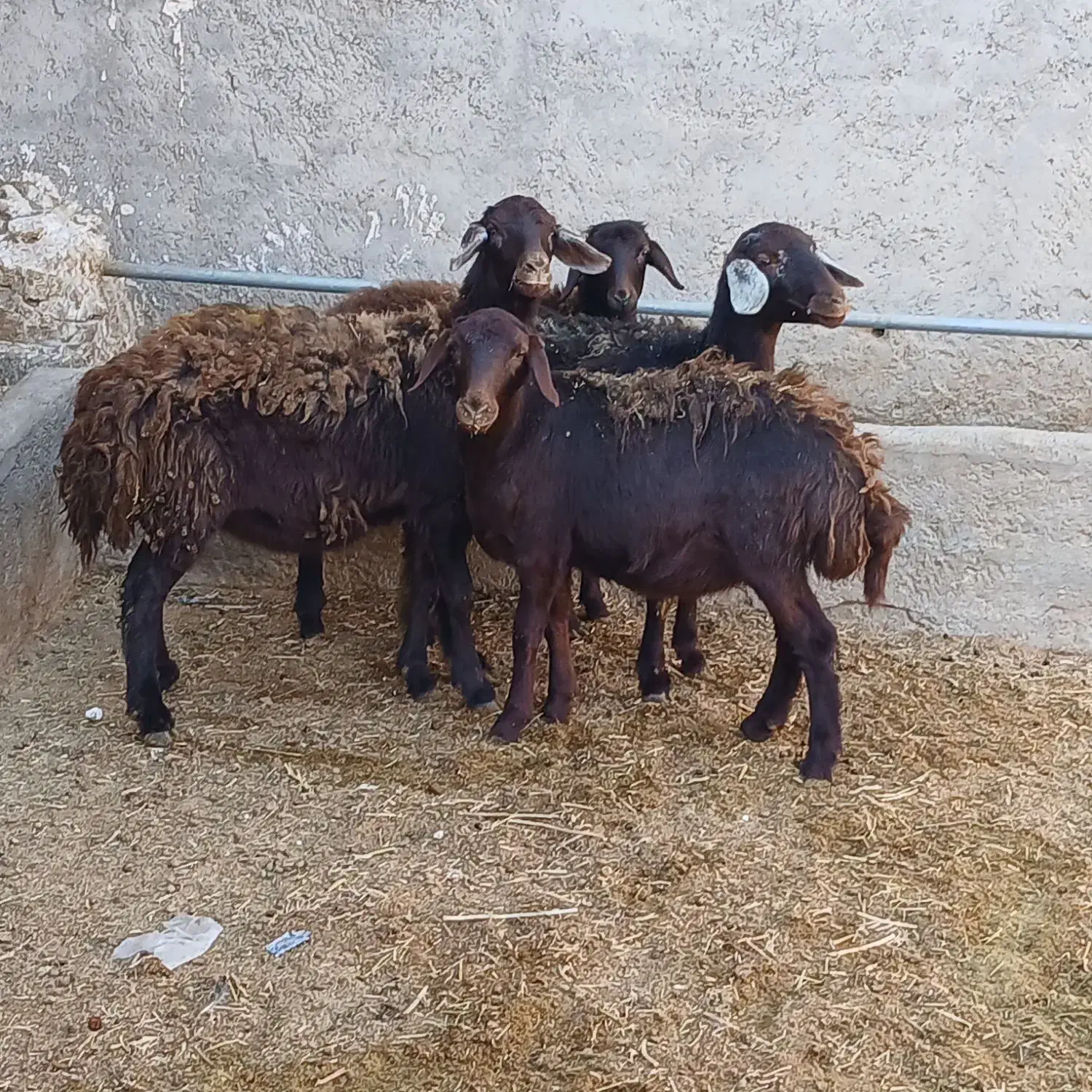 بره ماده قزل افشاری و قره چال|حیوانات مزرعه|قیدار, |دیوار