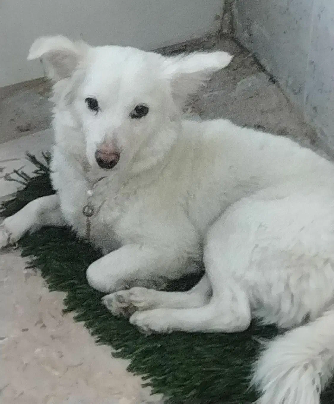 سگ گم شده مژدگانی ۲ ملیون میدم|حیوانات|خرمآباد, |دیوار