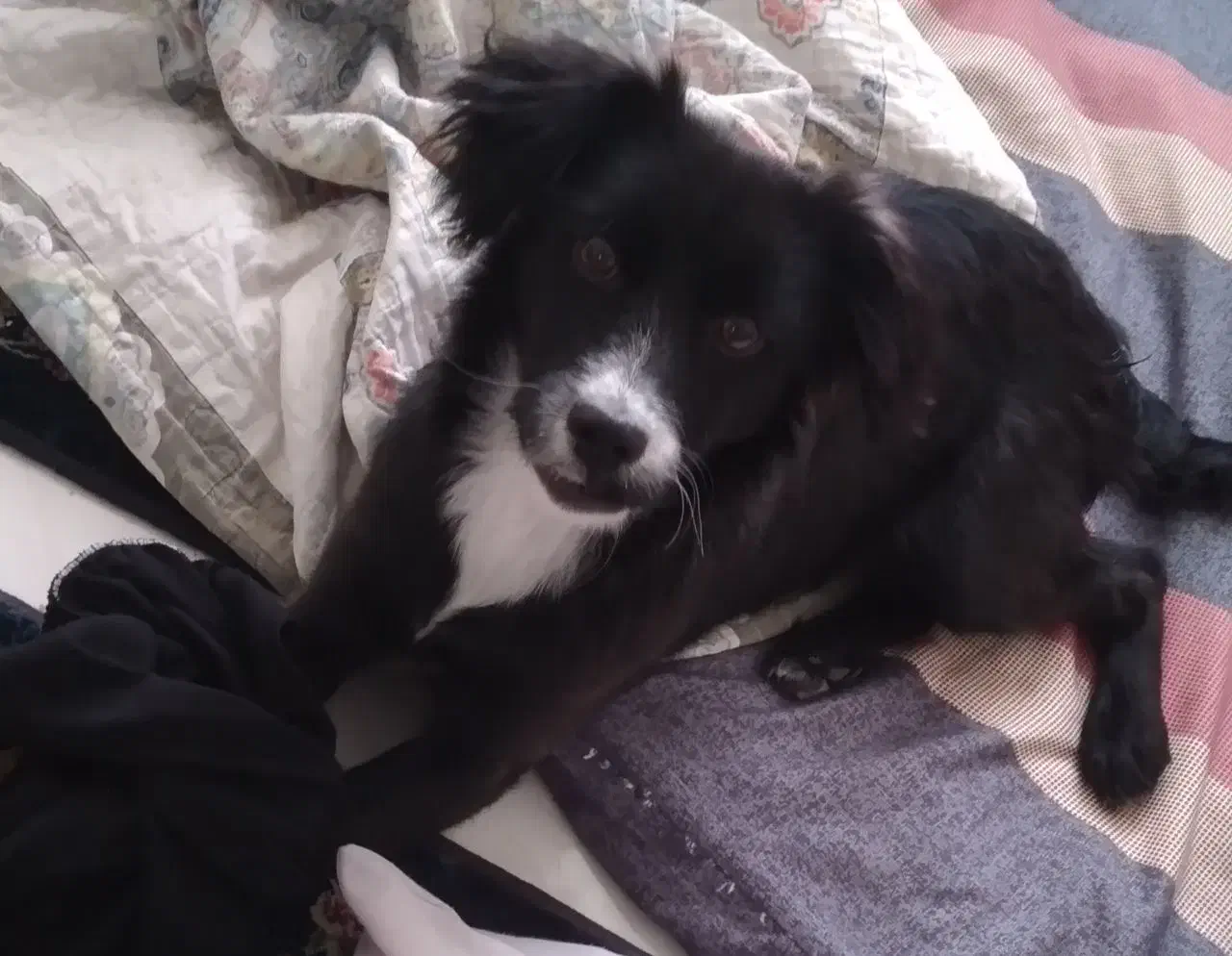 سگم گم شده|حیوانات|تربت‌حیدریه, یحیی آباد|دیوار