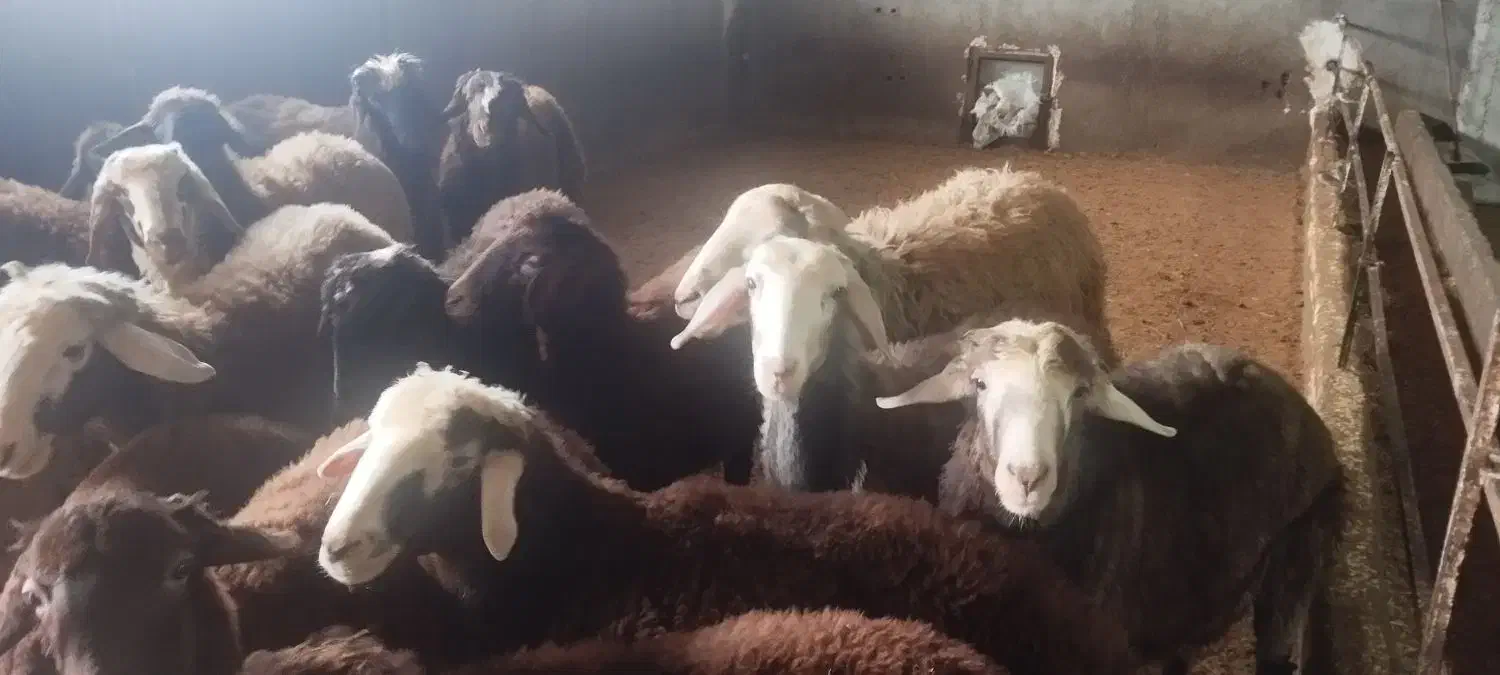 بره قوچ و بره نر و ماده پرواری|حیوانات مزرعه|اردبیل, |دیوار