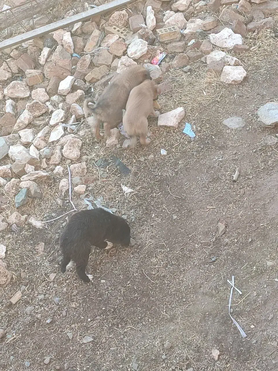 جاروبرقی (جاروبرقی نیست سگه )|سگ|بلبان آباد, |دیوار