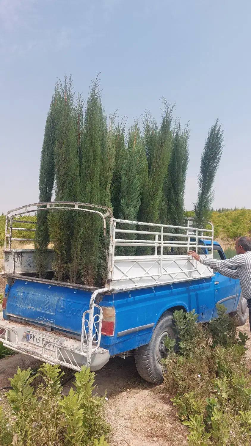 سرو شیراز سرو ناز سرو شیرازی سروشیراز|خدمات باغبانی و درختکاری|شیراز, شهرک بزین|دیوار