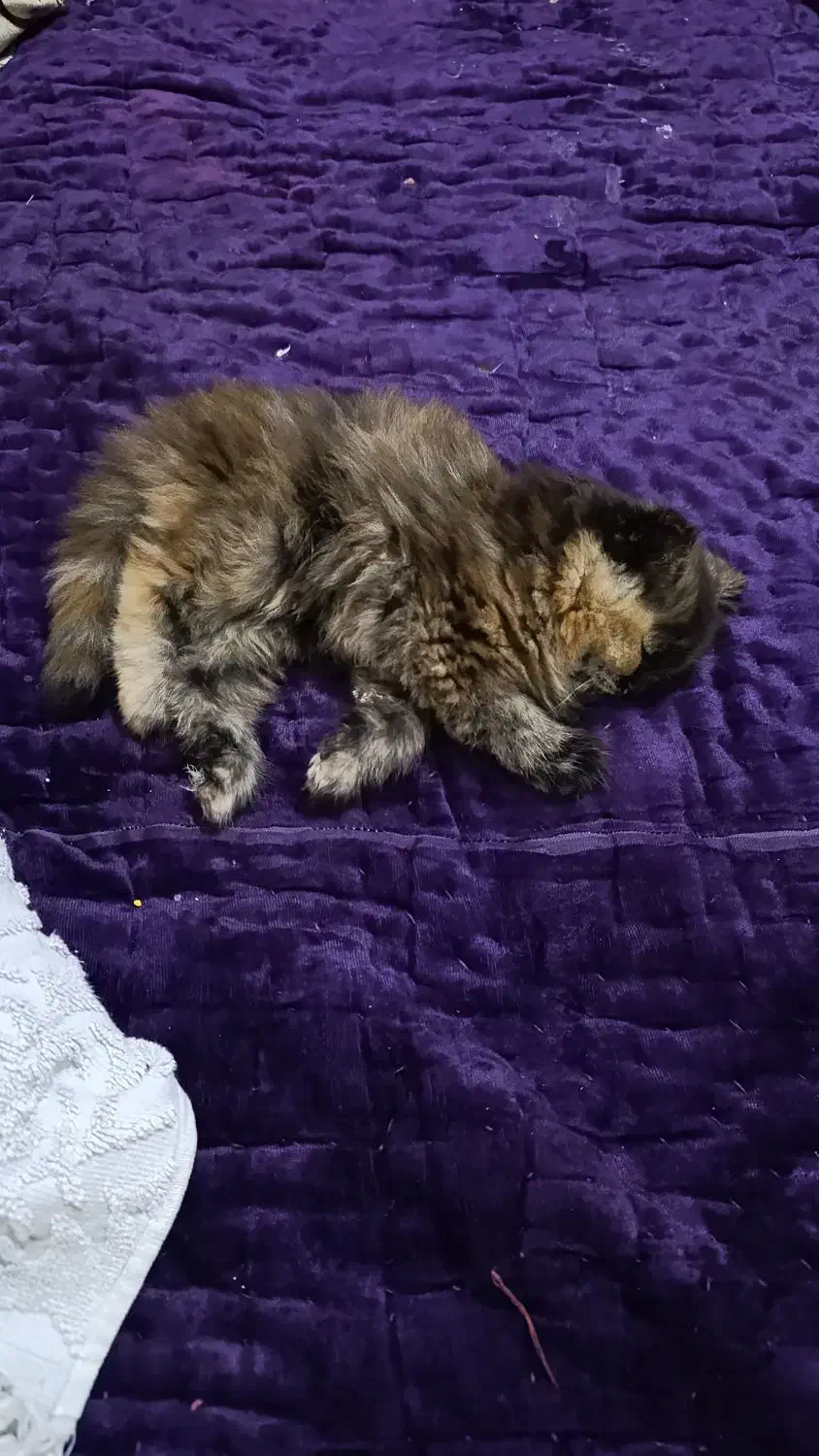 فروش بچه گربه ماده بانژاد بریتیش|گربه|تنکمان, |دیوار