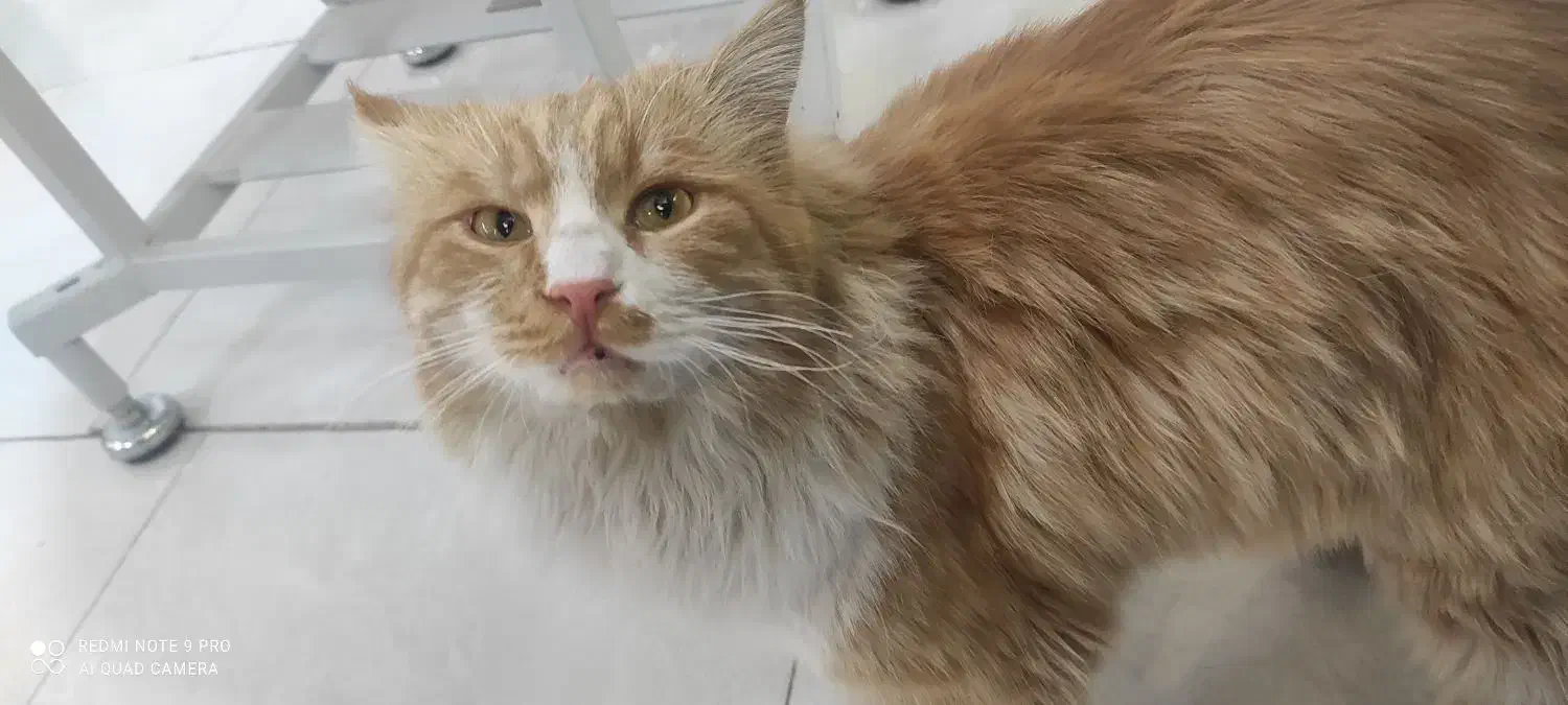 واگذاری گربه طلایی|گربه|زاهدان, |دیوار