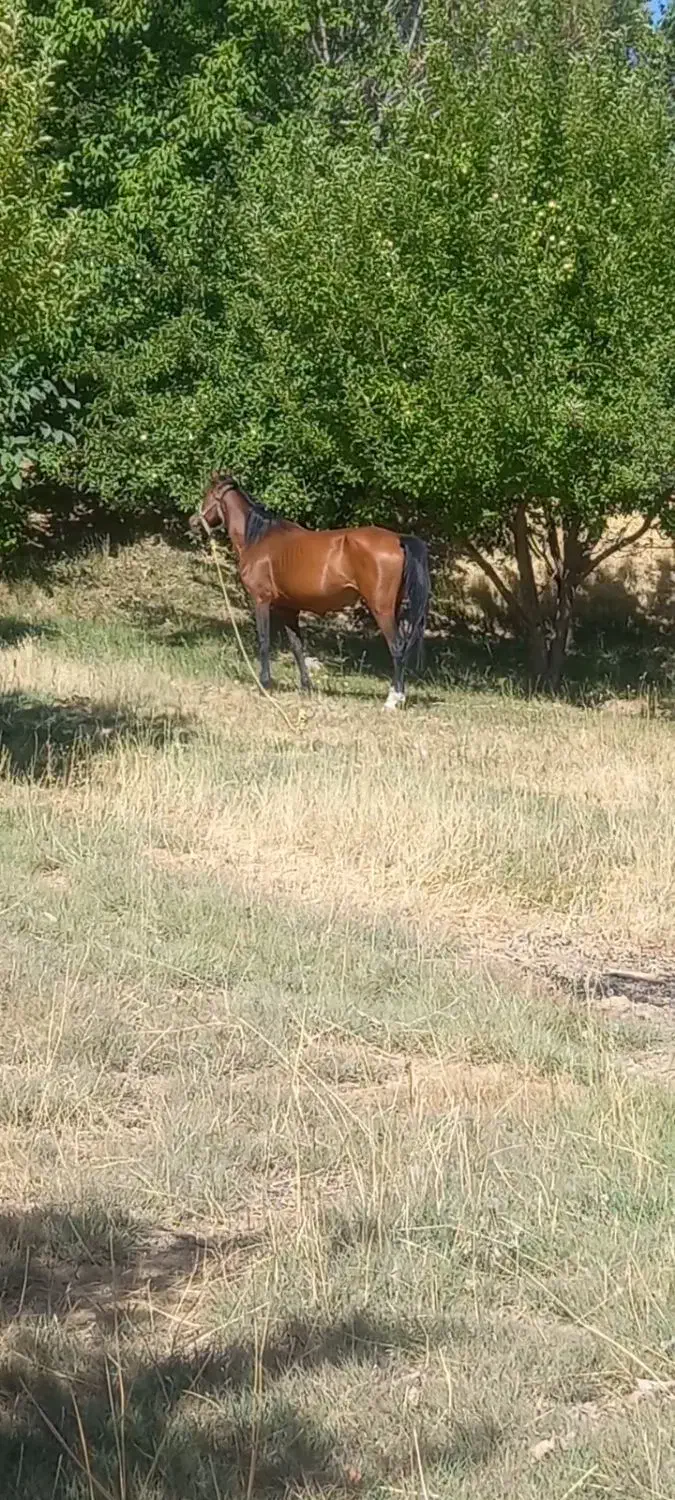 مادیان با کره یک ساله|اسب و تجهیزات اسبسواری|خرمآباد, |دیوار