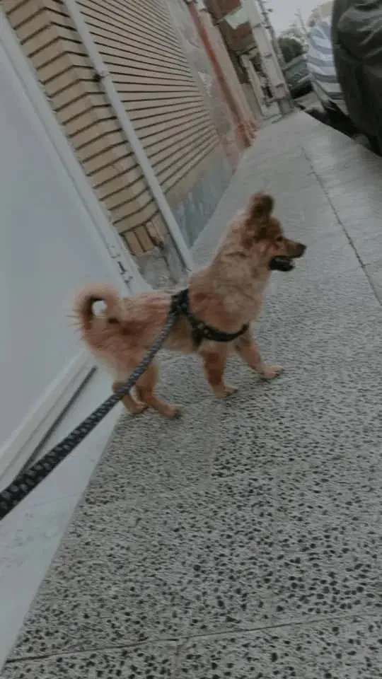 سگ پامر|سگ|قم, نخودی|دیوار