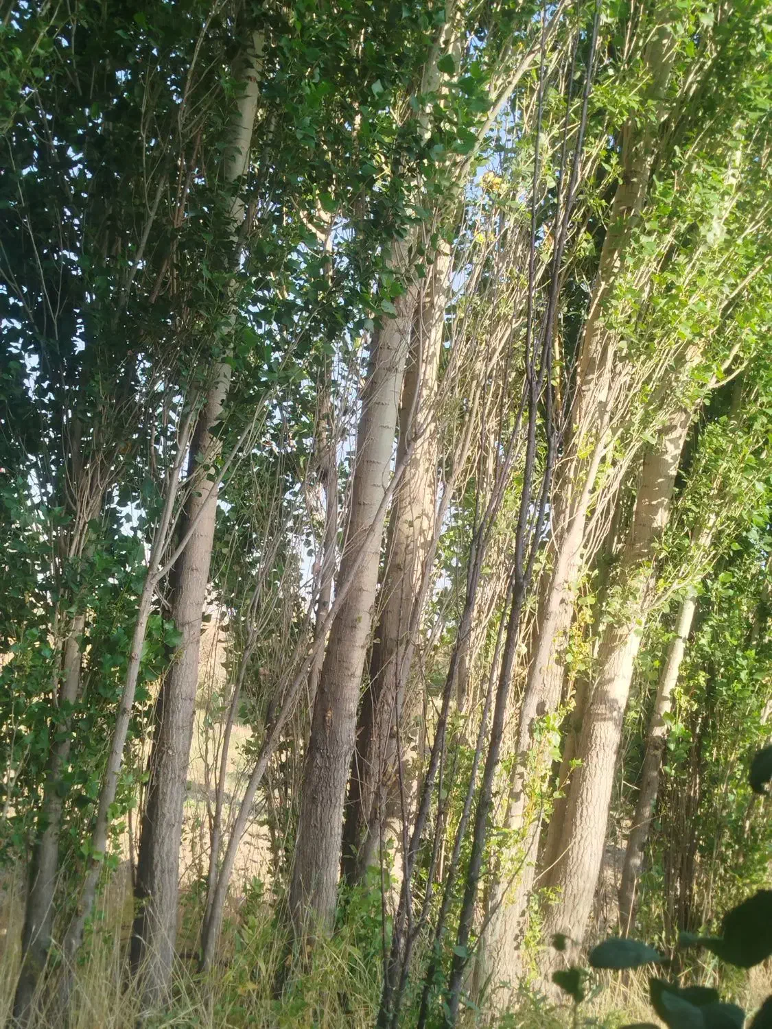 خریدار انواع چوب بید صنوبر باغی و تیرسقفی نقدی|خدمات باغبانی و درختکاری|الیگودرز, |دیوار