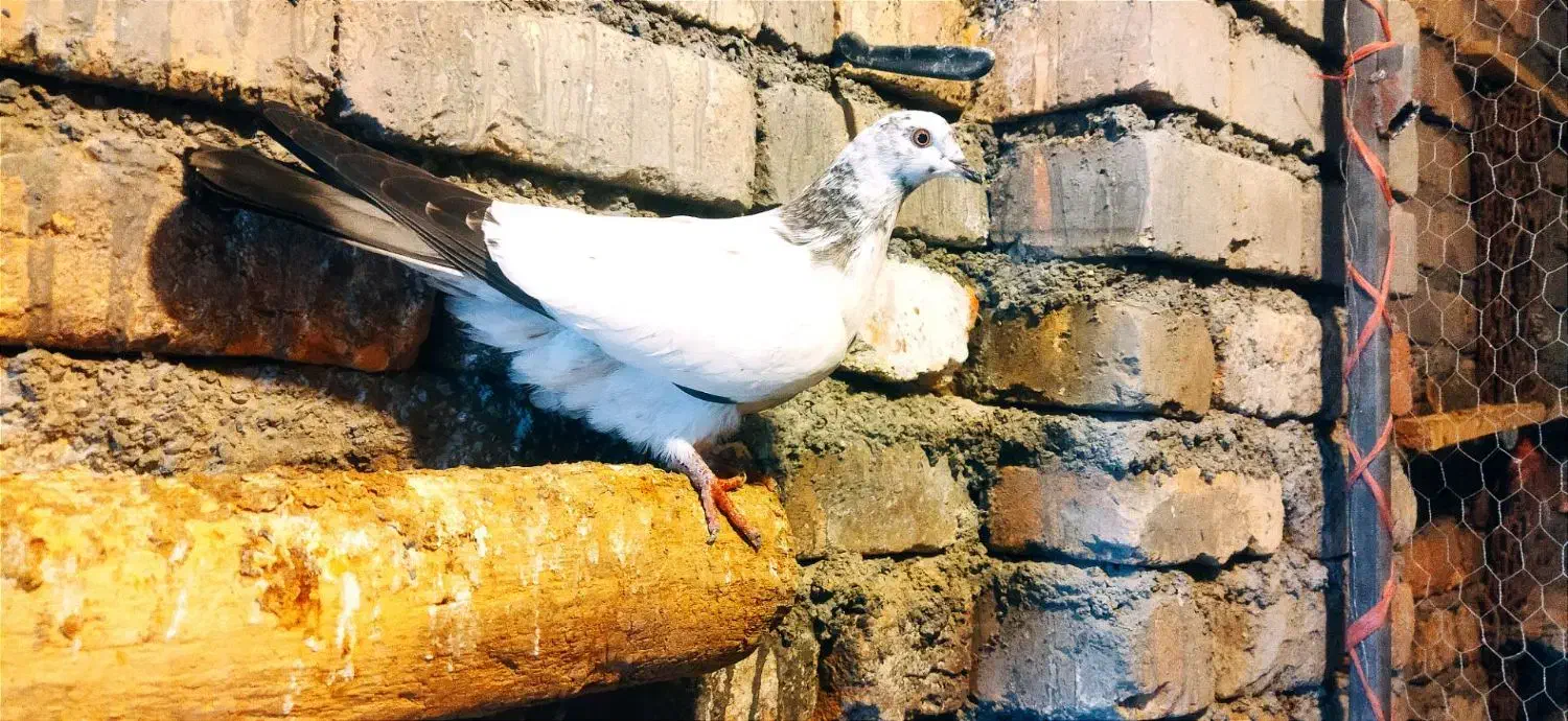 کفتر|پرنده|قره کهریز, |دیوار