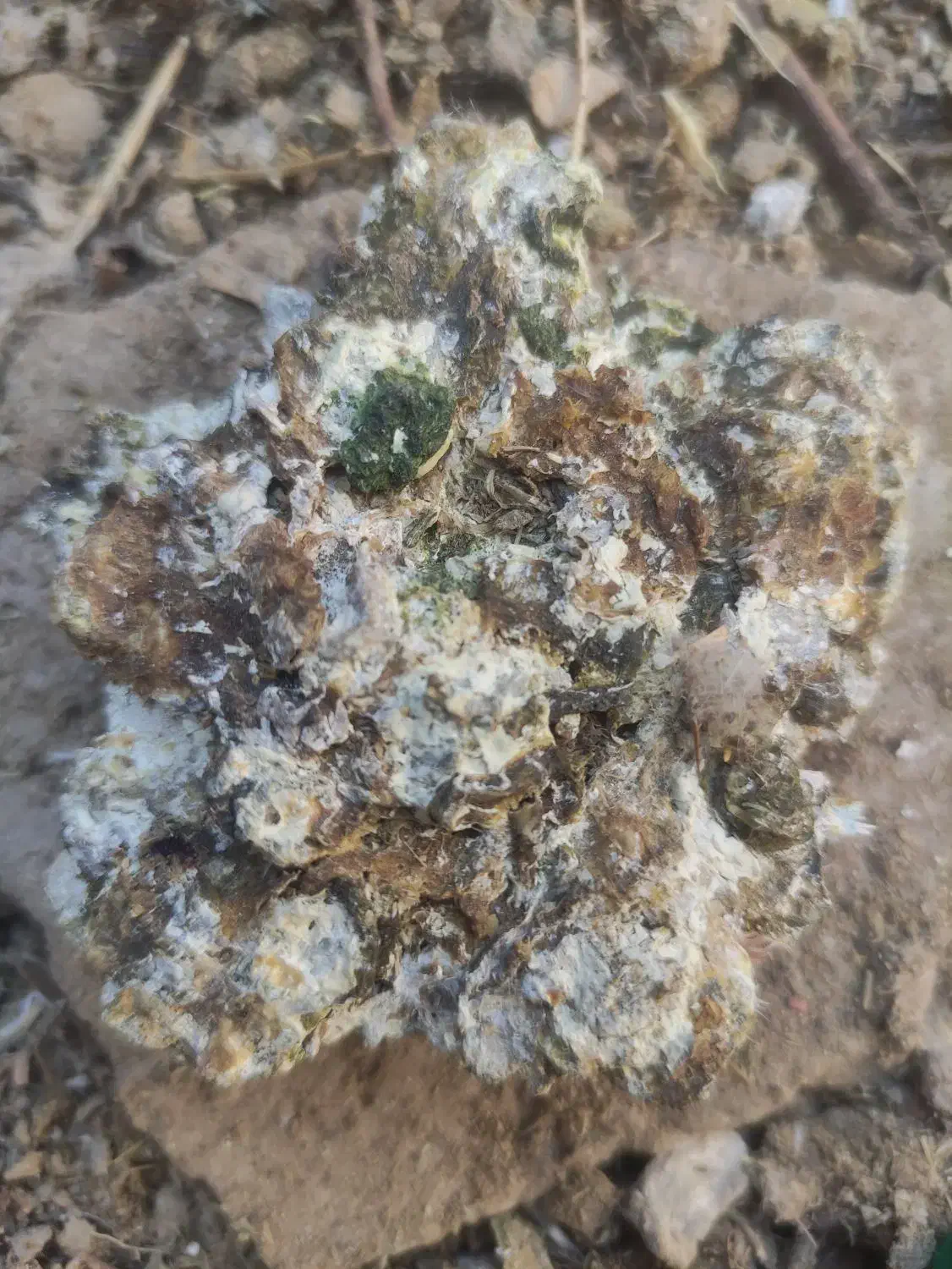 کودمرغ کبوتر|لوازم جانبی حیوانات|زرندیه, |دیوار