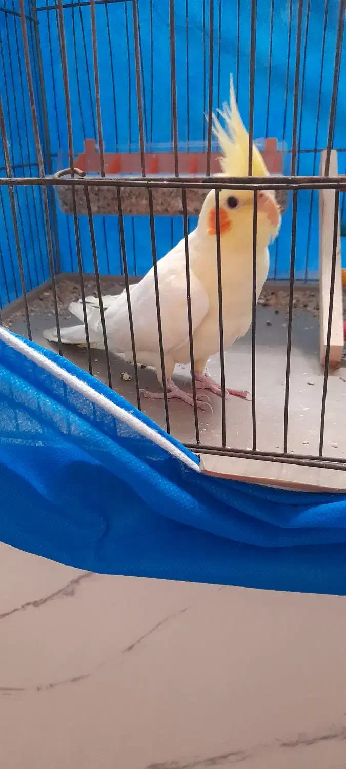 عروس هلندی|پرنده|پیر بکران, |دیوار