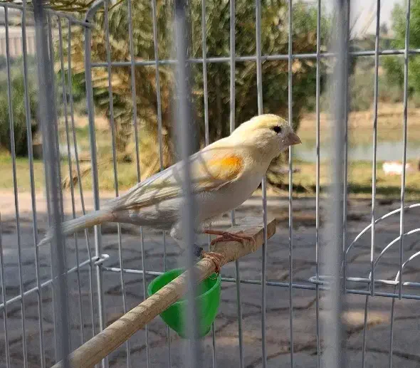 قناری موزاییکی|پرنده|اهواز, کیانشهر|دیوار