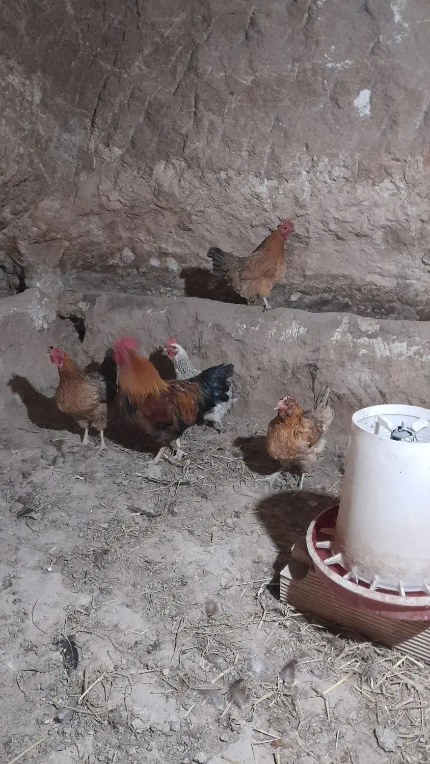 مرغ و خروس محلی|حیوانات مزرعه|چورزق, |دیوار
