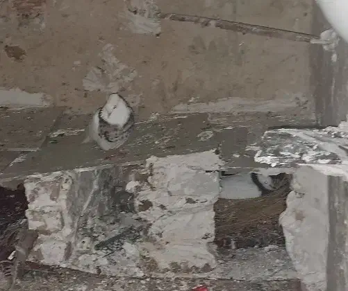 طوقی|پرنده|معمولان, |دیوار