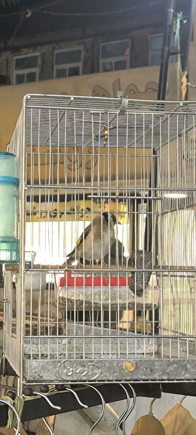 دوستان عشق باز سهر تازه داره صاف میکنه|پرنده|محمدشهر, محمدشهر|دیوار