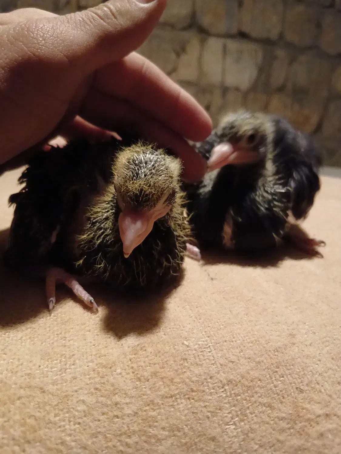 زاغ صرب اصل جنس|پرنده|کوهرنگ, |دیوار