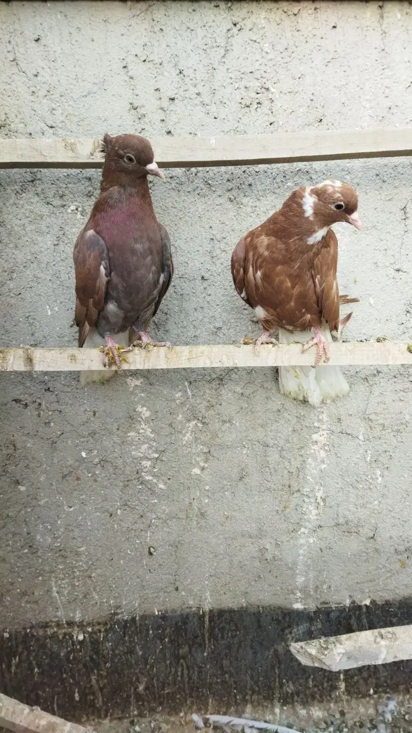 پرنده ساده اصلی کل|پرنده|نیشابور, شهید بهشتی|دیوار