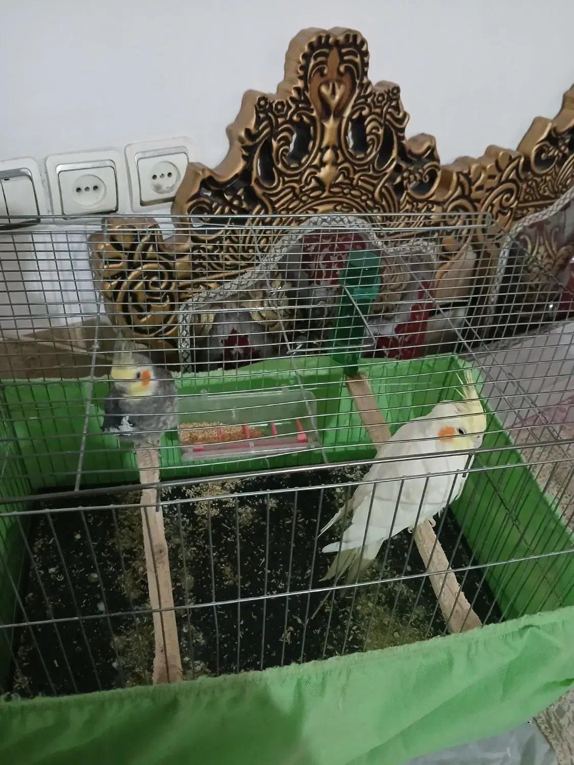 عروس هلندی مولد|پرنده|اندیمشک, |دیوار