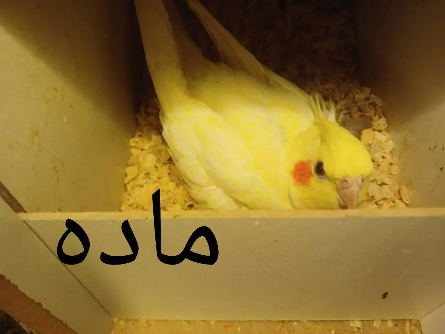 عروس هلندی|پرنده|جیرفت, |دیوار