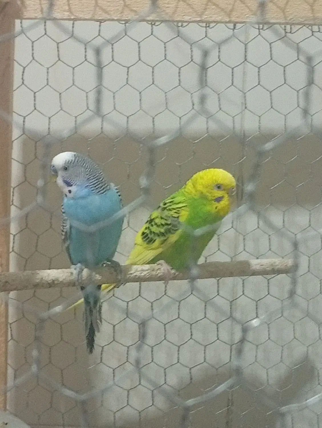 مرغ عشق|پرنده|ارم, |دیوار