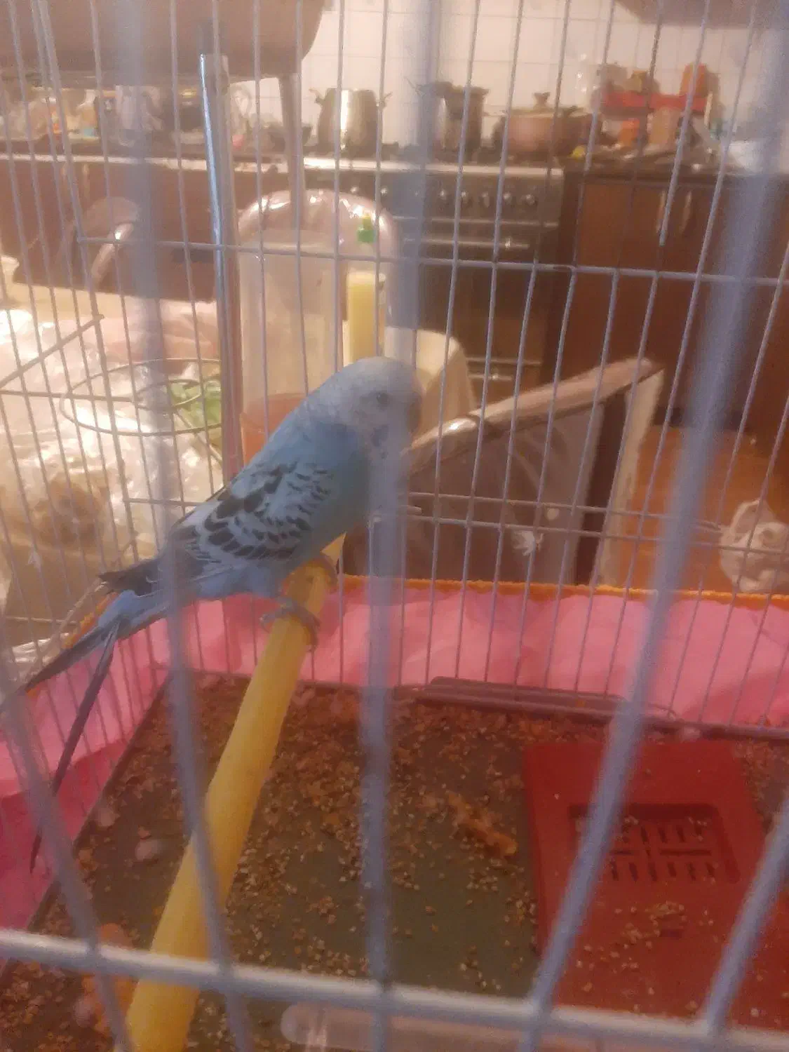 مرغ عشق|پرنده|کرمان, |دیوار