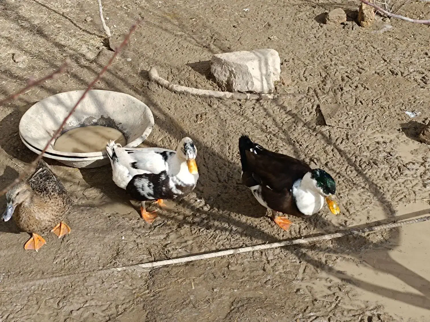 اردک گوشتی|حیوانات مزرعه|تکاب, |دیوار