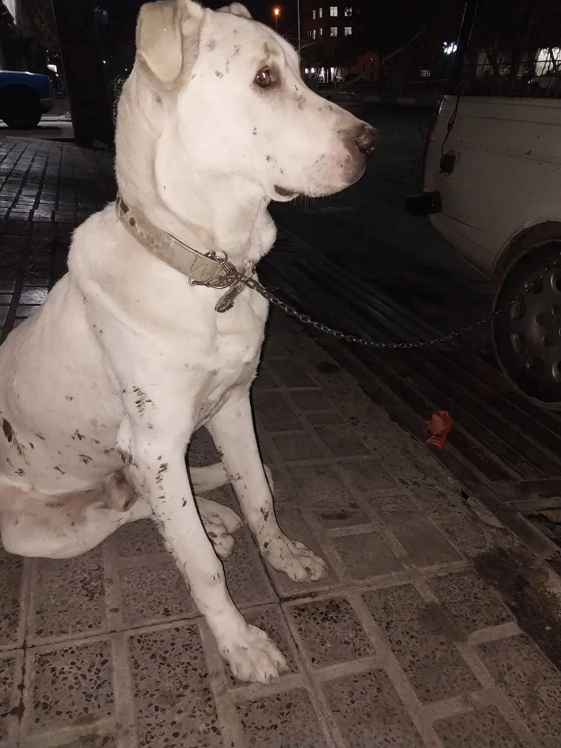 سگ سرابی واگذاری فوری فوری|سگ|اسلام‌شهر, مظفریه|دیوار