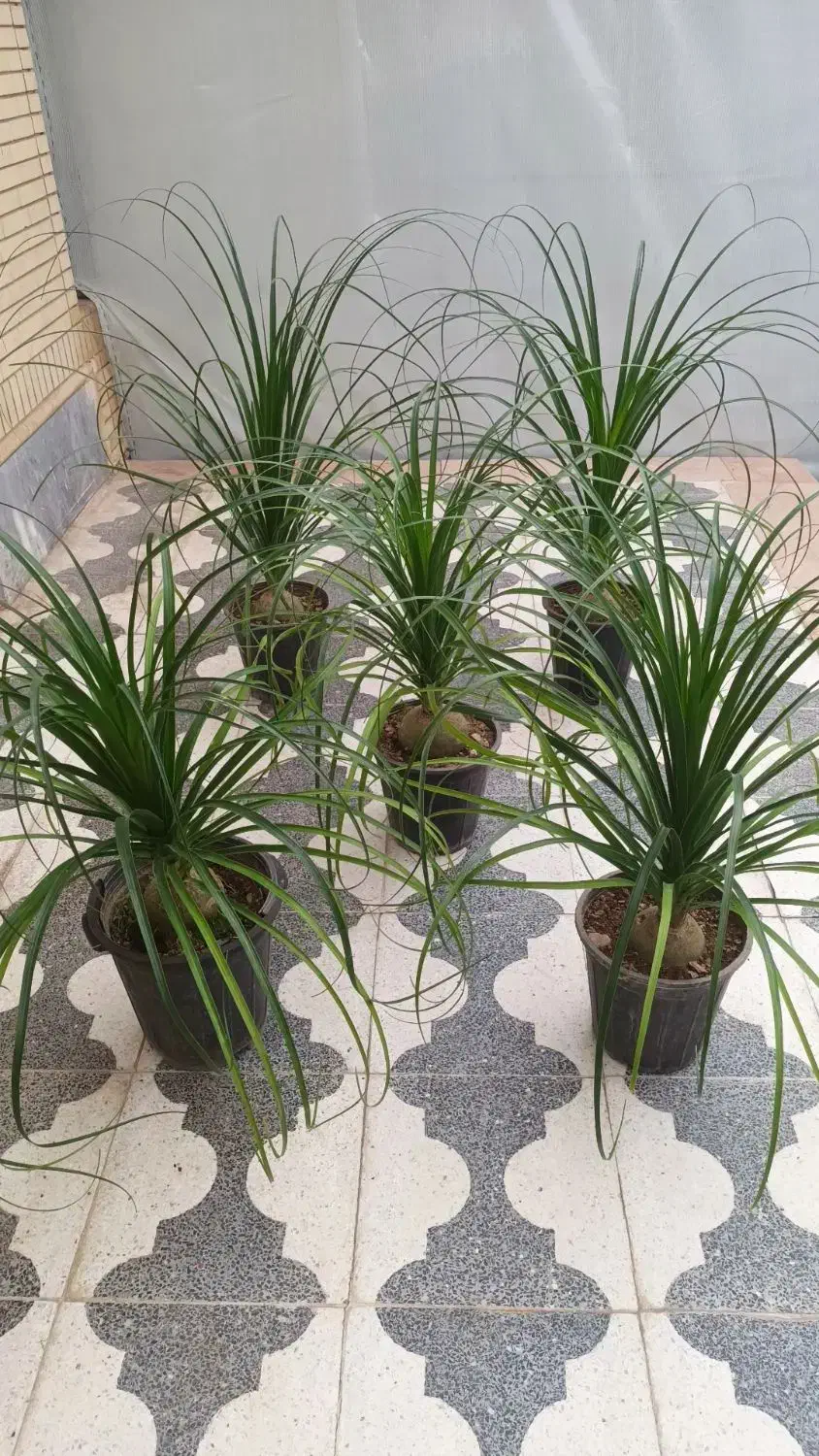 گل لیندا|گل و گیاه طبیعی|شیراز, شهرک رضوان|دیوار